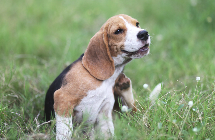 Hund hat Juckreiz durch Milben und kratzt sich
