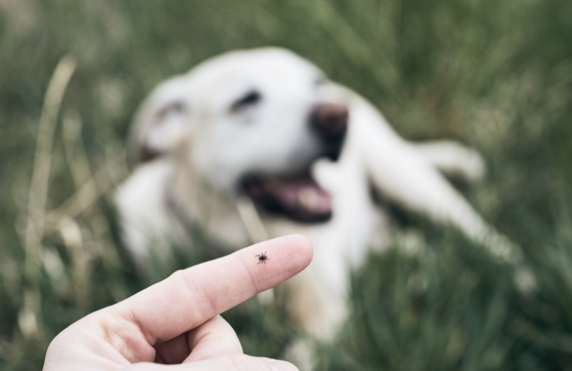 Eine Zecke in der Hand und im Hintergrund ein Hund